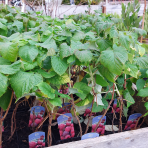 Malina červená, remontantná (Rubus idaeus) 'SWEET SUNSHINE´® - výška 15-25 cm, kont. P11